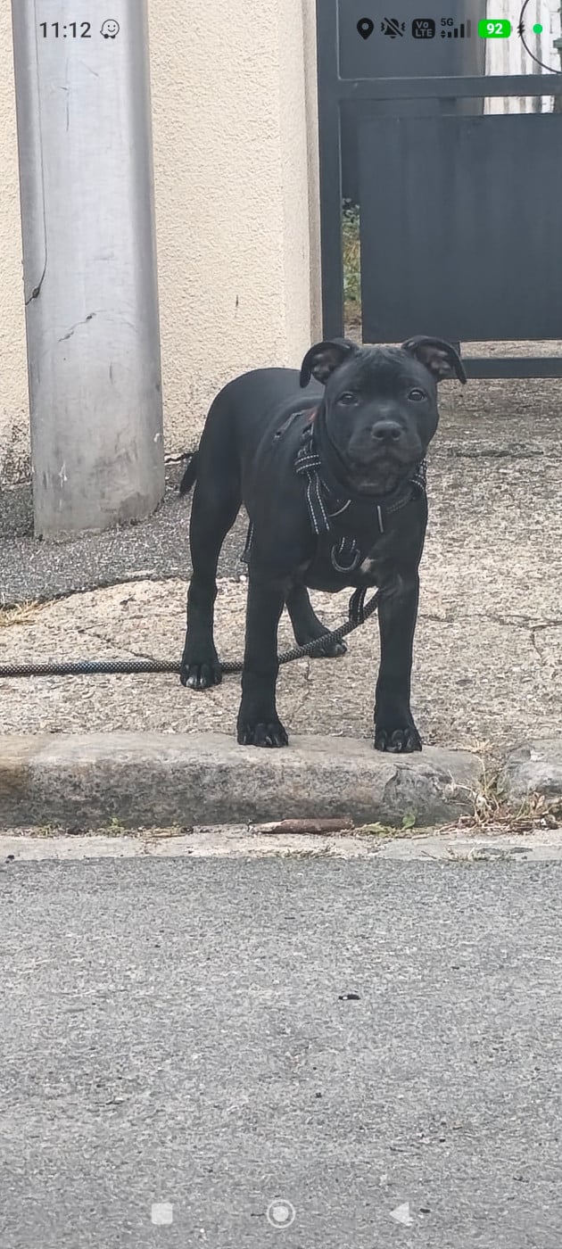 Staffordshire Bull Terrier - Du Domaine De Sabinus