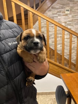 Les chiots de Staffordshire Bull Terrier