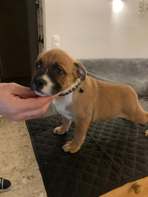 Les chiots de Staffordshire Bull Terrier