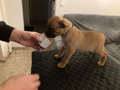 Les chiots de Staffordshire Bull Terrier