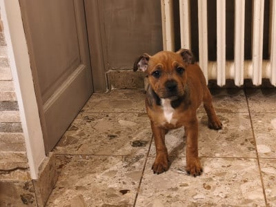 Les chiots de Staffordshire Bull Terrier