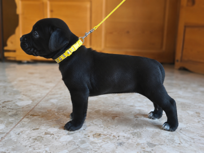 Les chiots de Staffordshire Bull Terrier