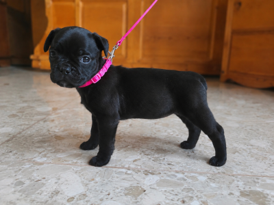 Les chiots de Staffordshire Bull Terrier