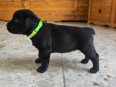 Les chiots de Staffordshire Bull Terrier