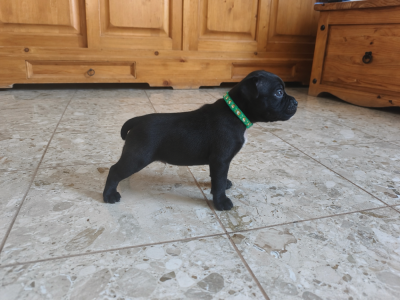 Les chiots de Staffordshire Bull Terrier