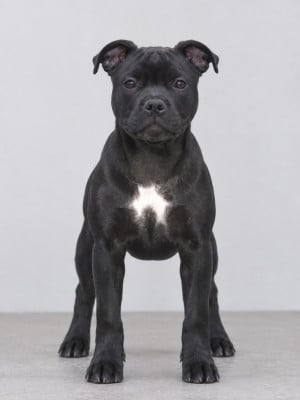 Les chiots de Staffordshire Bull Terrier