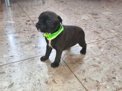 Les chiots de Staffordshire Bull Terrier
