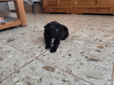 Les chiots de Staffordshire Bull Terrier