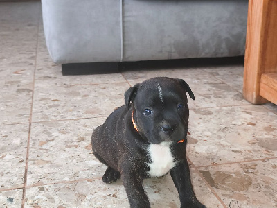 Les chiots de Staffordshire Bull Terrier
