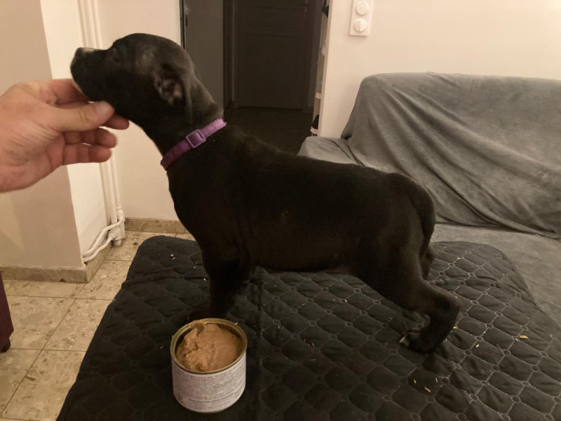 Staffordshire Bull Terrier - Du Domaine De Sabinus