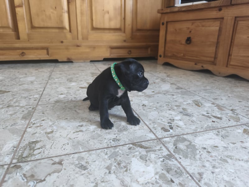 Staffordshire Bull Terrier - Du Domaine De Sabinus