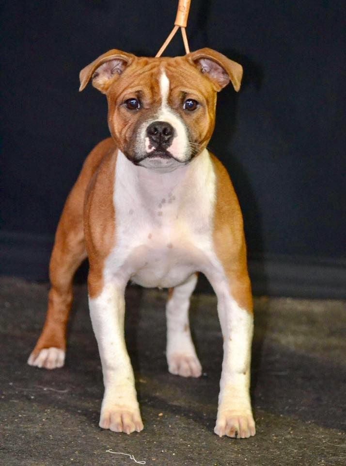 Oyé mi canto Du Domaine De Sabinus - Meilleur baby