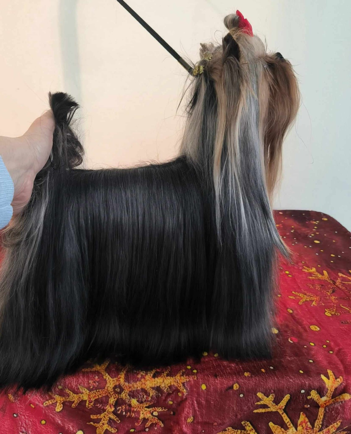 Unica usha forever and ever De L'eden Argente