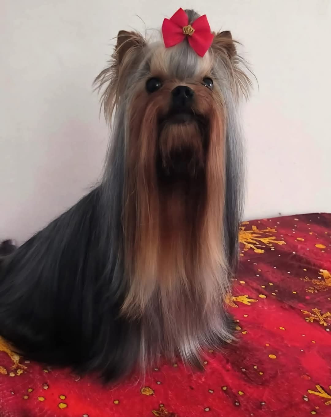 Unica usha forever and ever De L'eden Argente