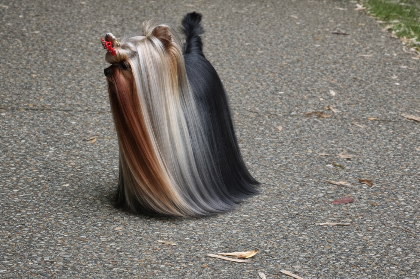 Unica usha forever and ever De L'eden Argente