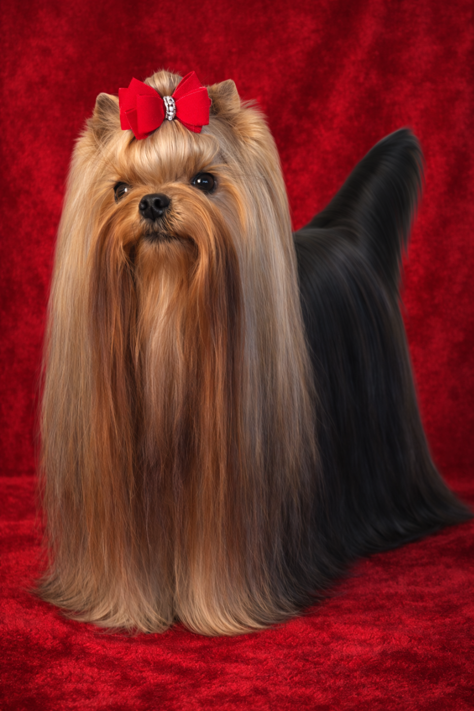 Unica usha forever and ever De L'eden Argente