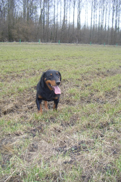 Publication : Du Marais De Licendre