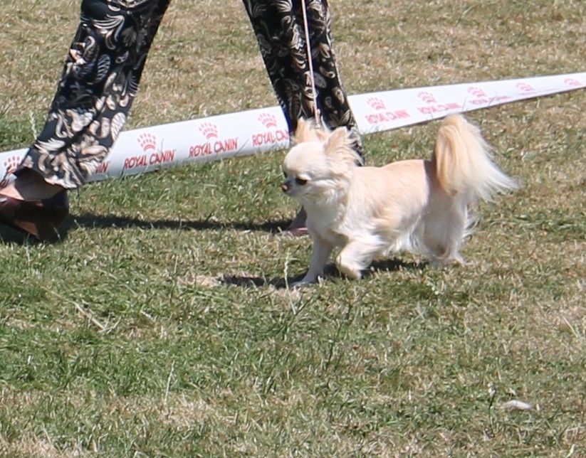 CH. Pink lady Du Clos De Diania Turba - 1ERE EXC MEILLEUR DE RACE