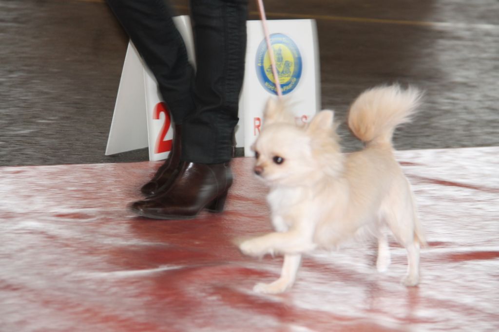 CH. Pink lady Du Clos De Diania Turba - 2EME EXCELLENT