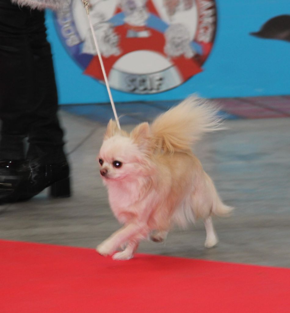 CH. Pink lady Du Clos De Diania Turba - 2EME EXC