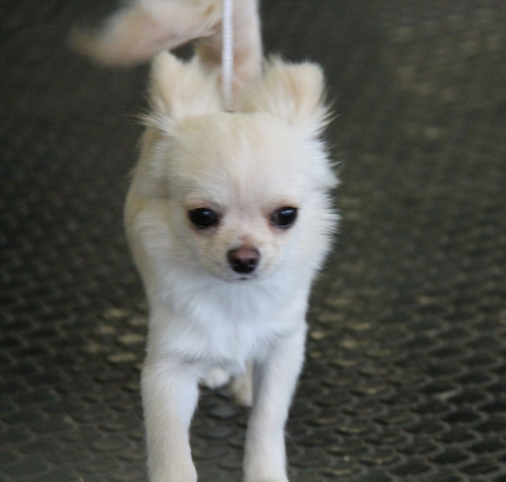 CH. Pink lady Du Clos De Diania Turba - TRÈS PROMETTEUR