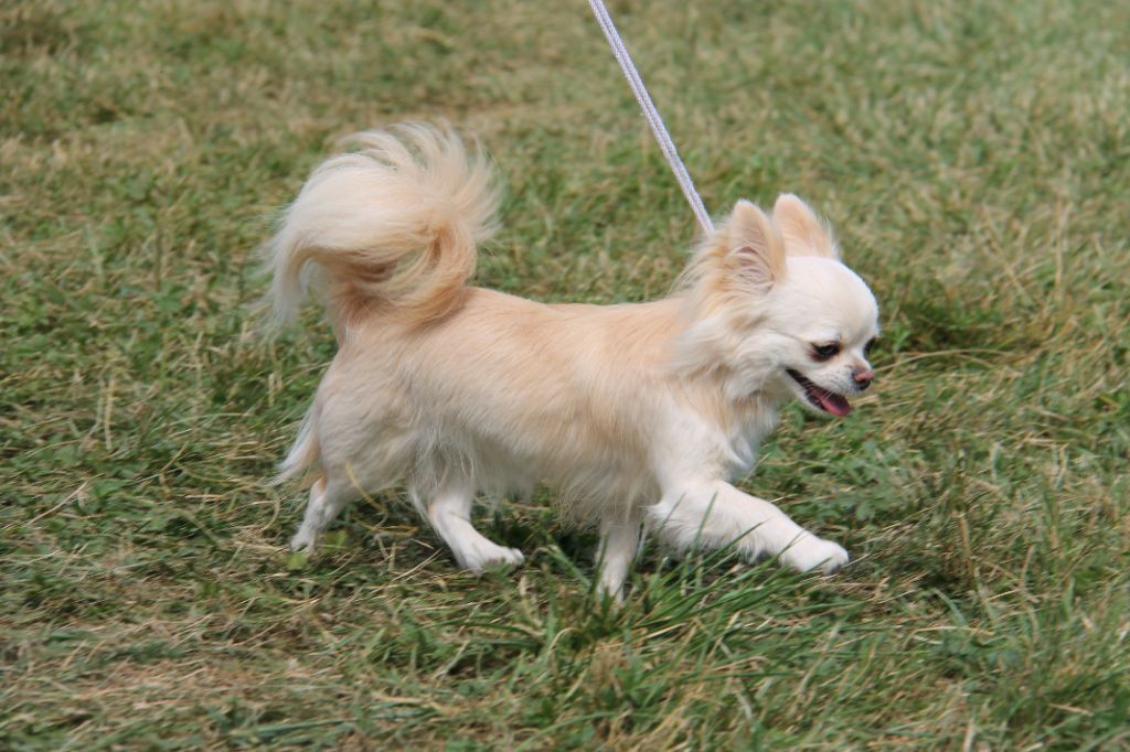 CH. Pink lady Du Clos De Diania Turba - EXCELLENT