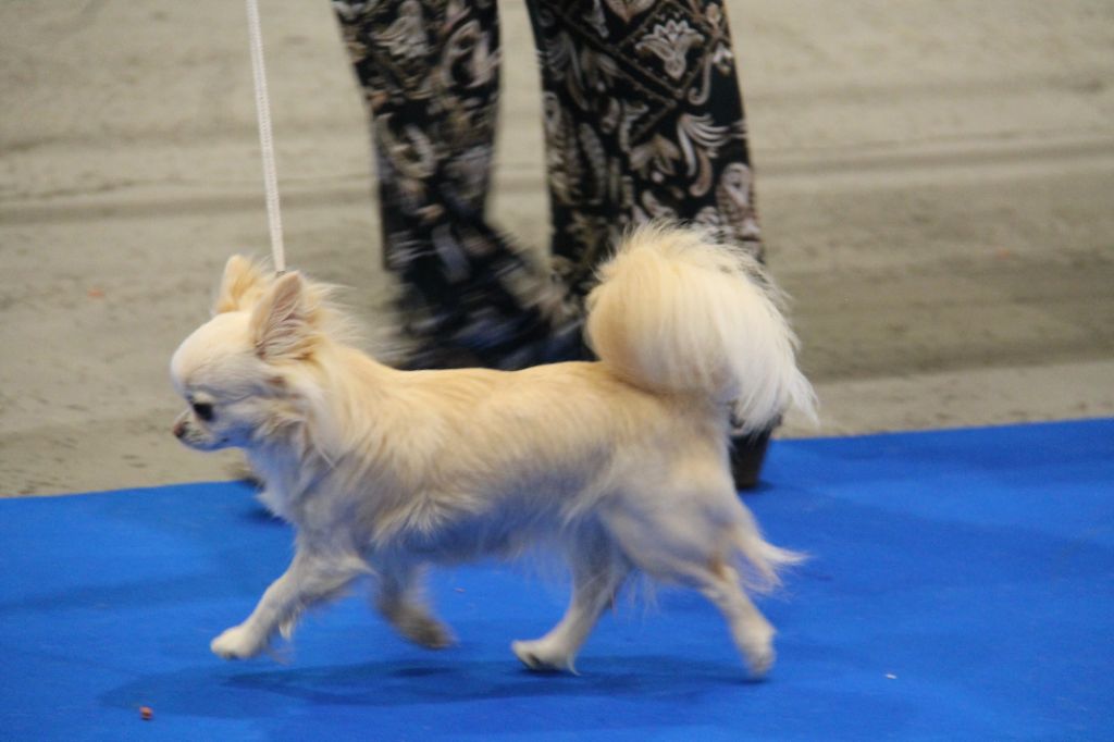 CH. Pink lady Du Clos De Diania Turba - 1ERE EXC MEILLEUR CHAMPION MEILLEUR SEX OPPOSE