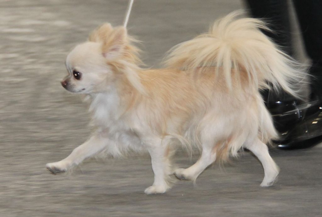 CH. Pink lady Du Clos De Diania Turba - 2EME EXC