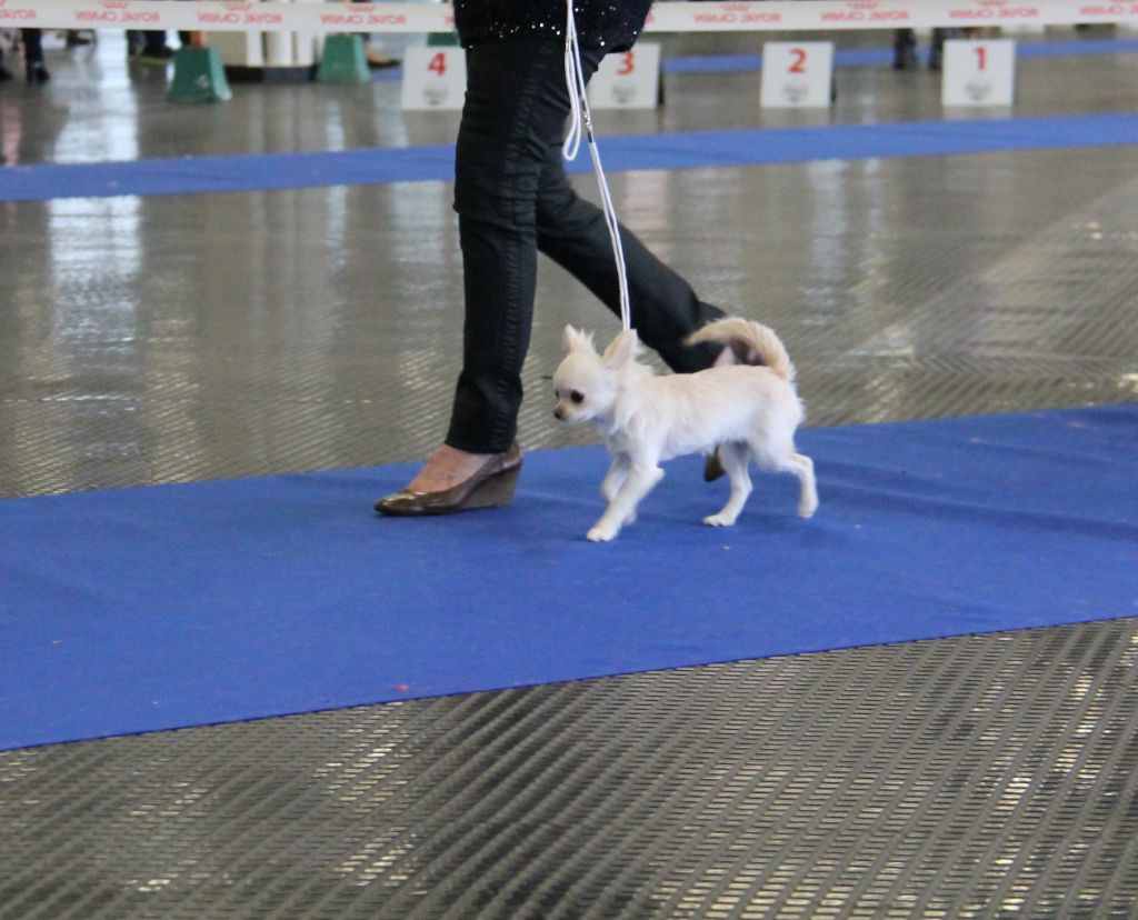 CH. Pink lady Du Clos De Diania Turba - TRES PROMETTEUR