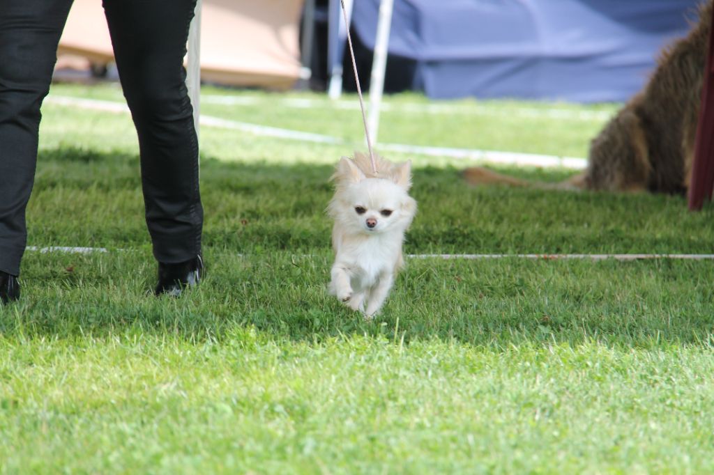 CH. Pink lady Du Clos De Diania Turba - 1ERE EXCELLENT CACS MEUILLEUR DE RACE
