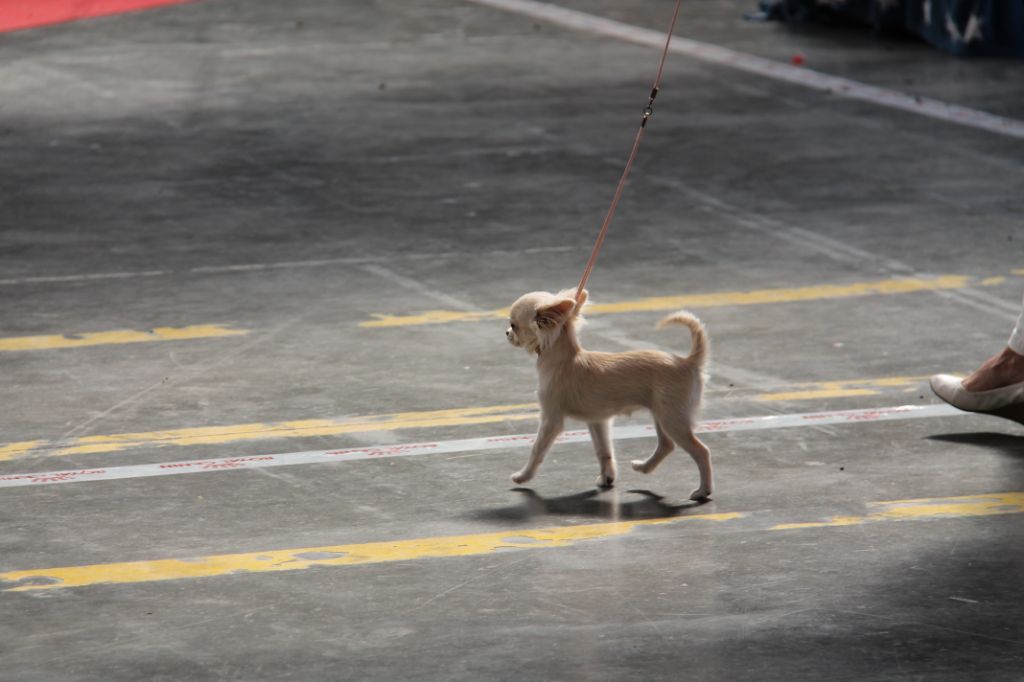 CH. Pink lady Du Clos De Diania Turba - TRES PROMETTEUR