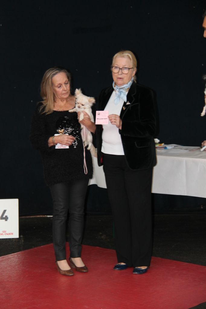 CH. Pink lady Du Clos De Diania Turba - 1 TRES PROMETTEUR MEILLEUR PUPPY