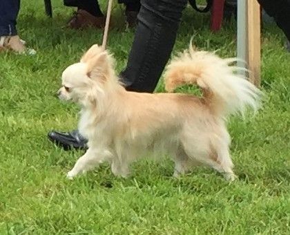 CH. Pink lady Du Clos De Diania Turba - 1ERE EXCELLENT CACS MEILLEUR DE RACE