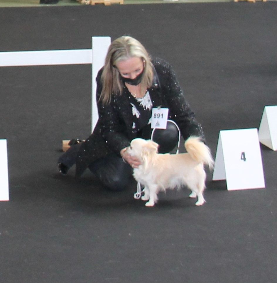 CH. Pink lady Du Clos De Diania Turba - 4 EME EXC