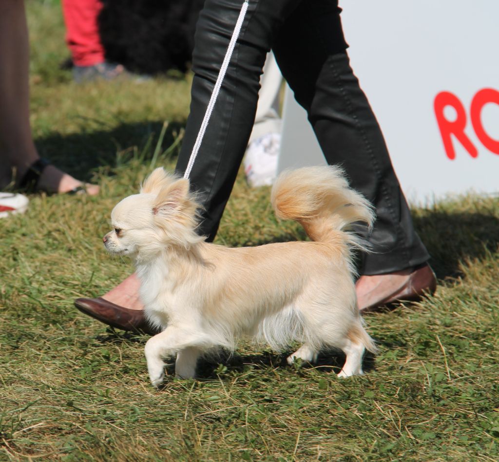 CH. Pink lady Du Clos De Diania Turba - EXCELLENT