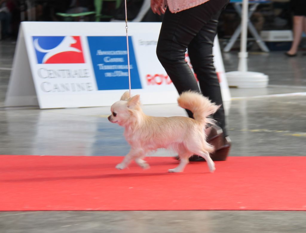 CH. Pink lady Du Clos De Diania Turba - 1ERE EXC CACS MEILLEUR SEXE OPPOSE