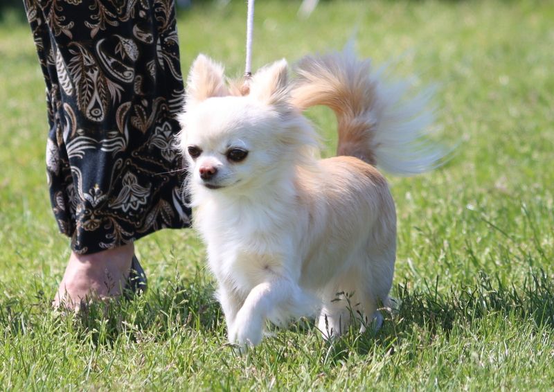 CH. Pink lady Du Clos De Diania Turba - 1 ERE EXC MEILLEUR CHAMPION BOS