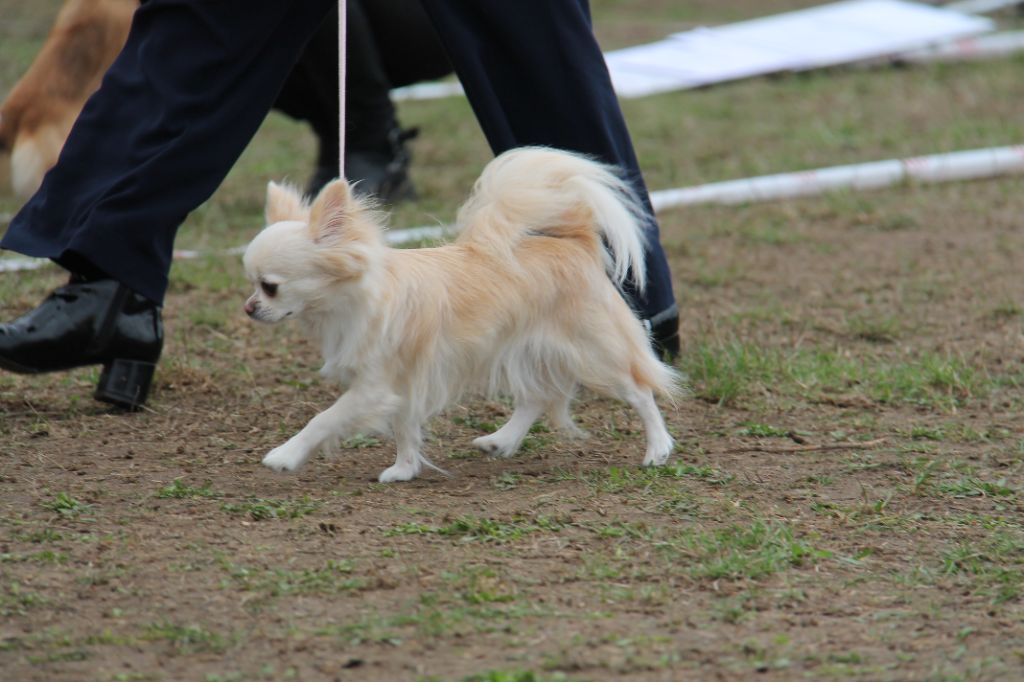 CH. Pink lady Du Clos De Diania Turba - 1ERE EXC MEILLEUR DE RACE SEXE OPPOSE