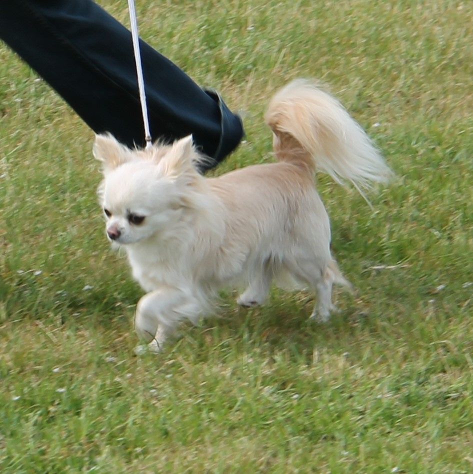 CH. Pink lady Du Clos De Diania Turba - 1ERE EXC MEILLEUR DE RACE MEILLEUR CHAMPION
