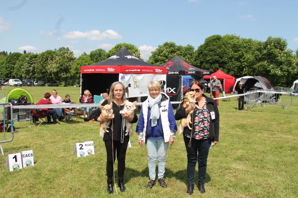 CH. Pink lady Du Clos De Diania Turba - 1ERE EXC BOB