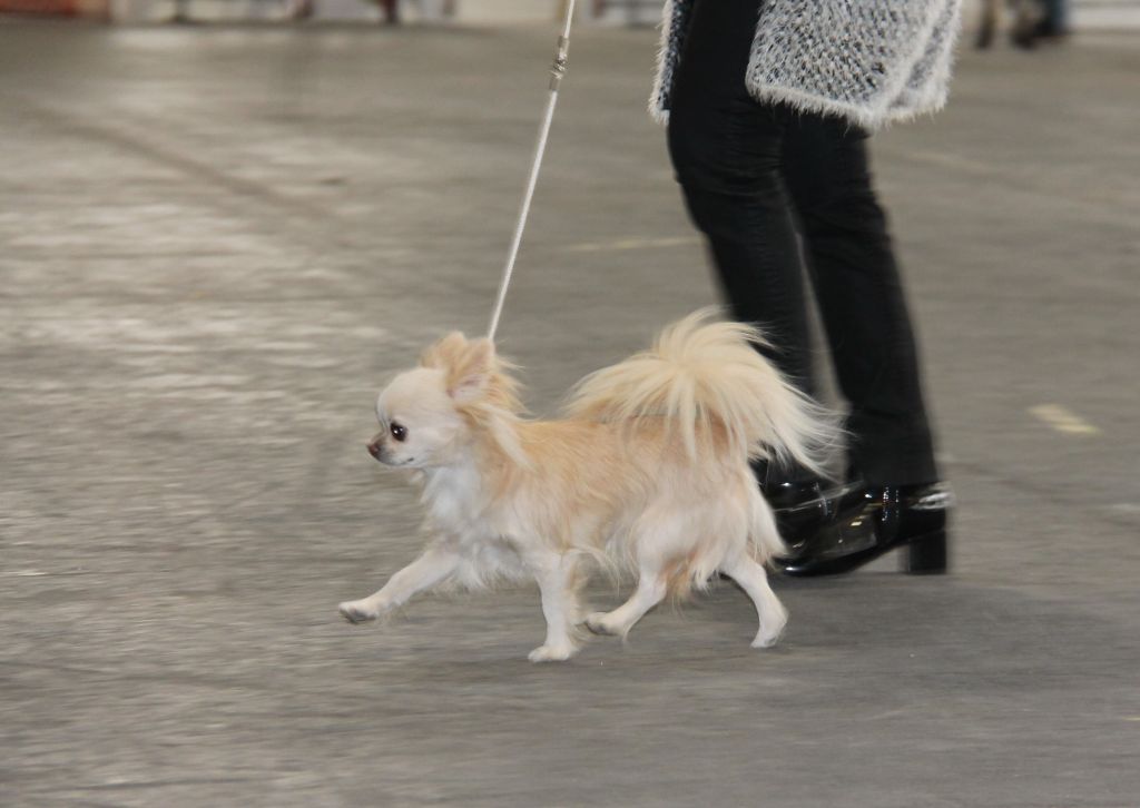 CH. Pink lady Du Clos De Diania Turba - 2EME EXC RCACS