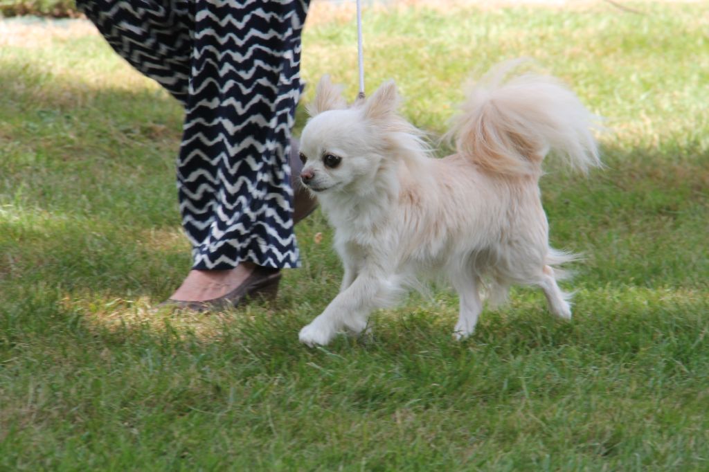 CH. Pink lady Du Clos De Diania Turba - 1ERE EXC MEILLEUR CHAMPION