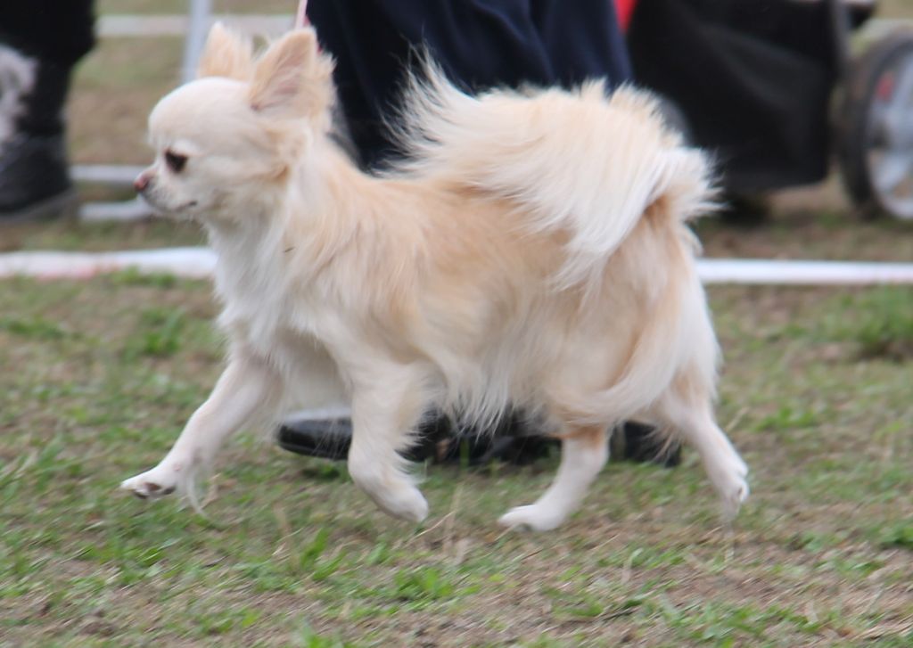 CH. Pink lady Du Clos De Diania Turba - 1ERE EXC MEILLE DE RACE SEXE OPPOSE