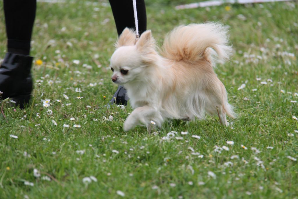 CH. Pink lady Du Clos De Diania Turba - 1ERE EXC BOS