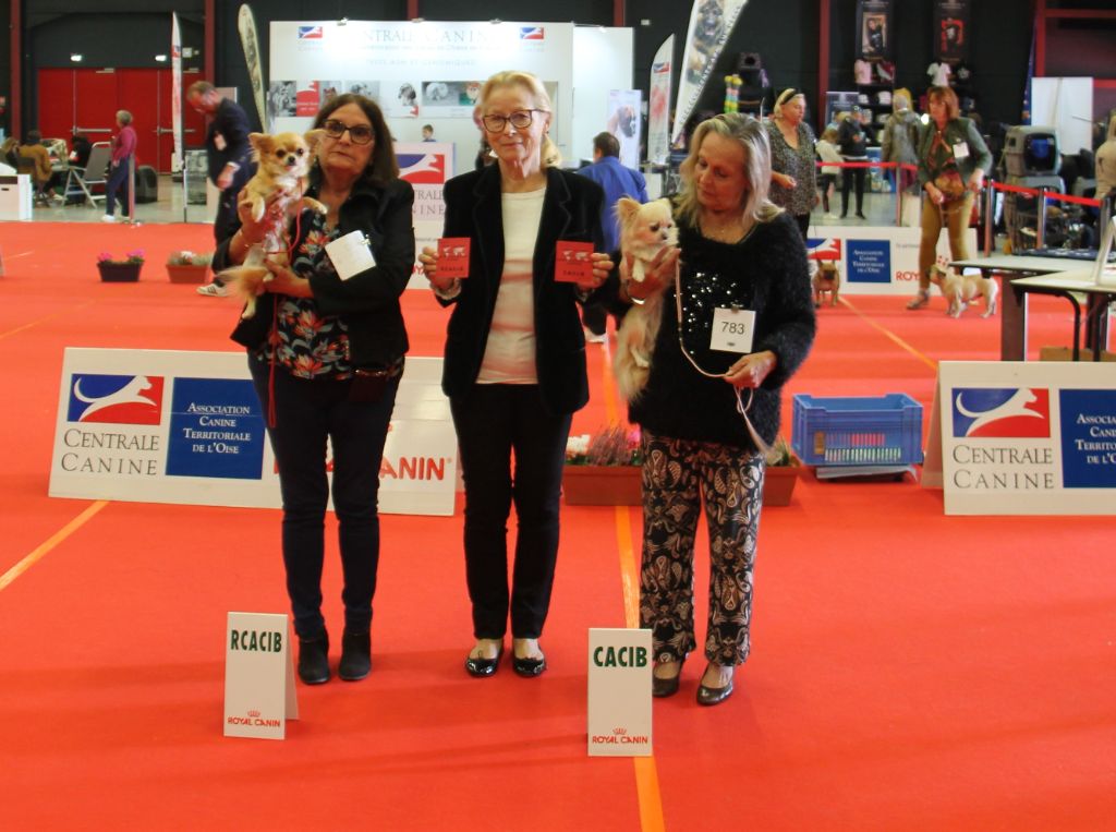 CH. Pink lady Du Clos De Diania Turba - 1ERE EXC CACIB MEILLEUR DE RACE SEXE OPPOSE