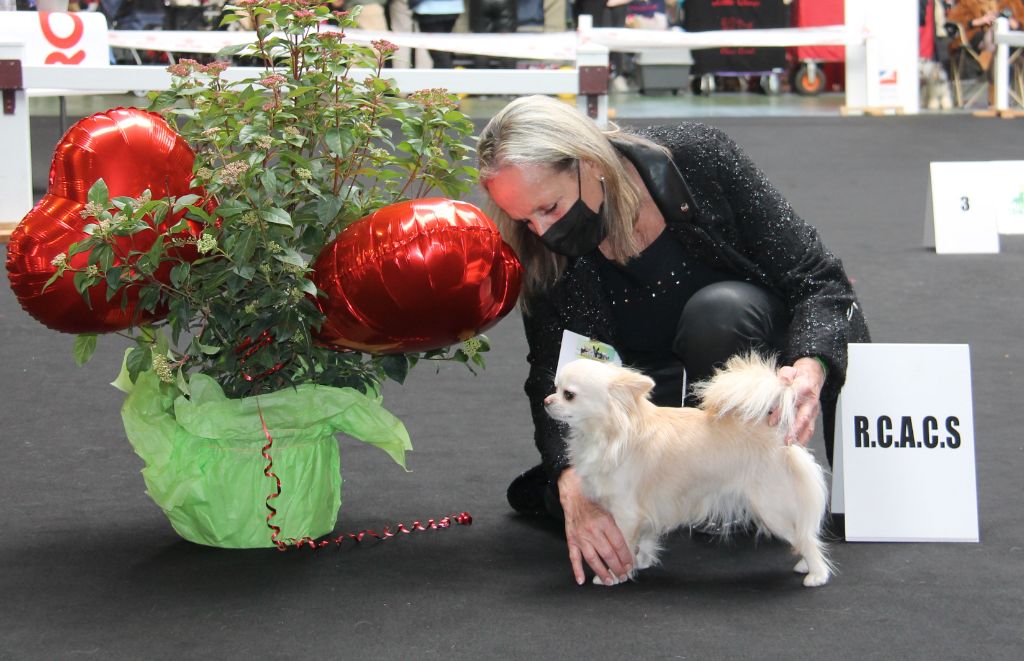 CH. Pink lady Du Clos De Diania Turba - 2EME EXC RCACS