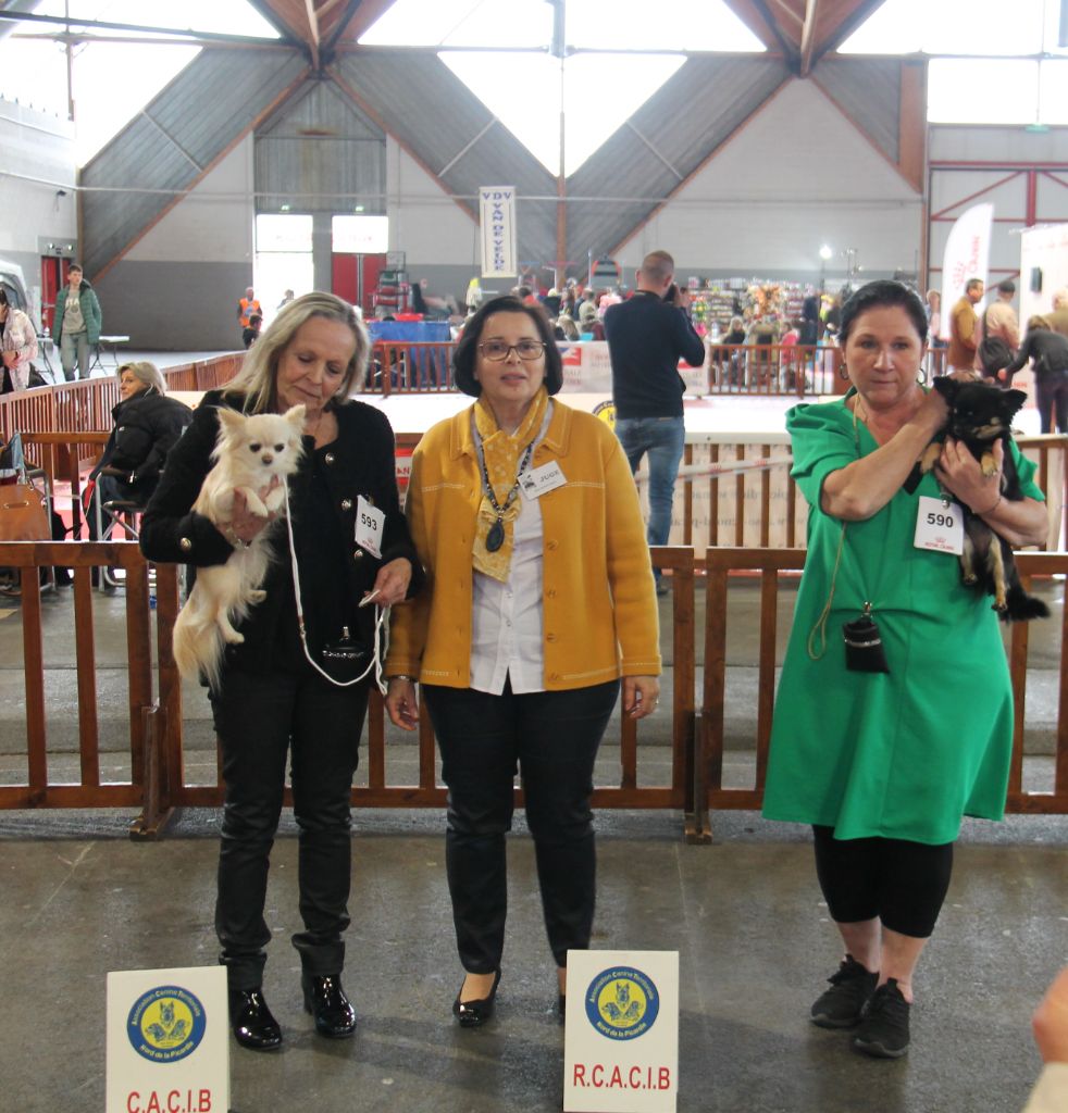 CH. Pink lady Du Clos De Diania Turba - 1ERE EXC CACIB BOB