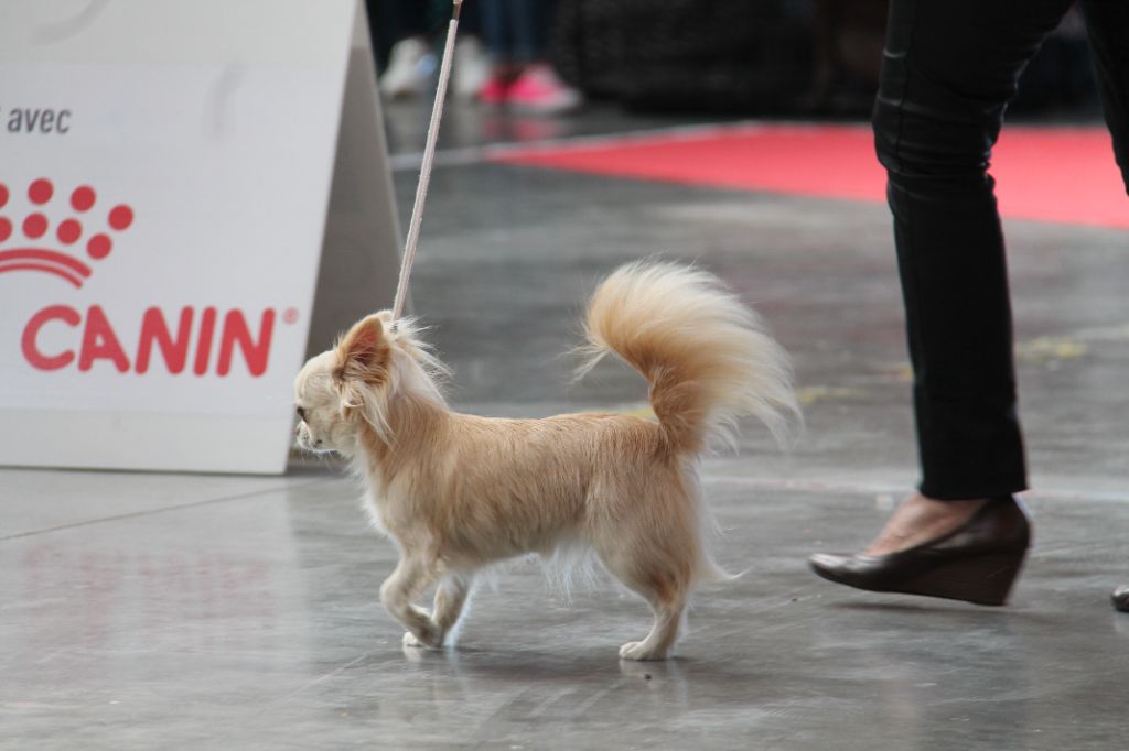 CH. Pink lady Du Clos De Diania Turba - 2 EME EXC RCACS ET RCACIB