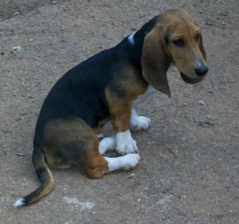 Publication : Du Roc De La Gourgue Blanche