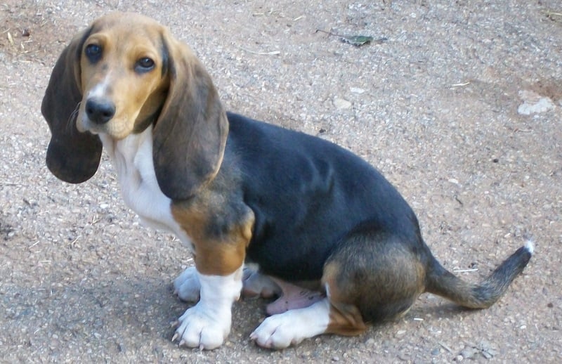 Publication : Du Roc De La Gourgue Blanche